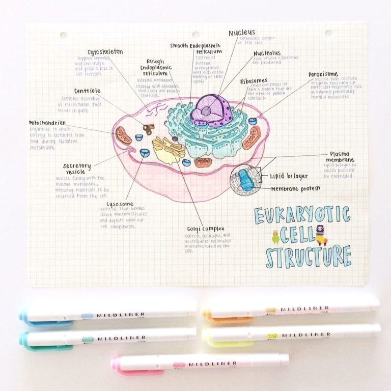 Eukaryotic Cell Structure Ygraph