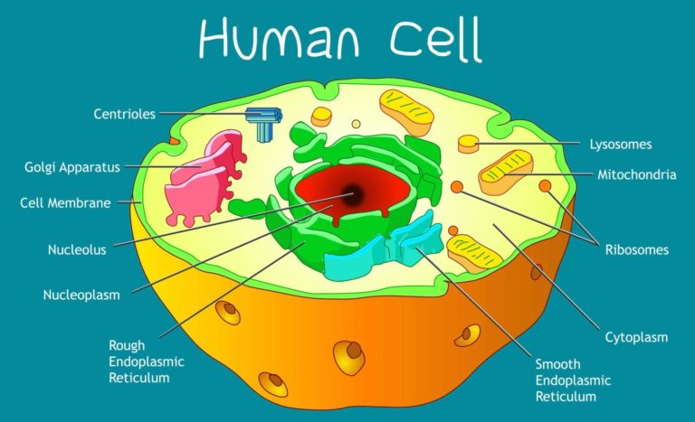 Human Cell Structure Ygraph