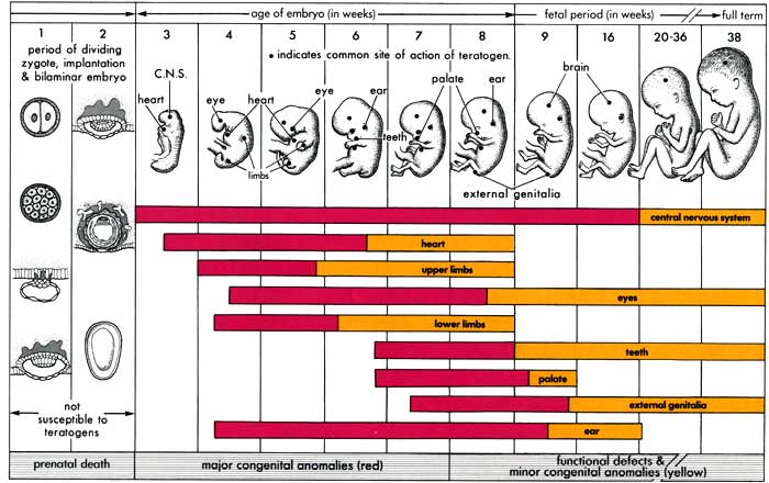 Developmental Growth Chart For Babies