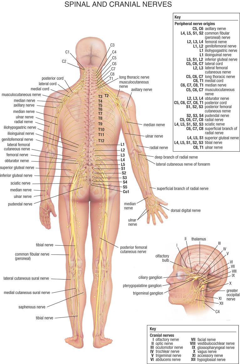 Human Body Human Anatomy Human Nerve System. Types of Nerves. Human