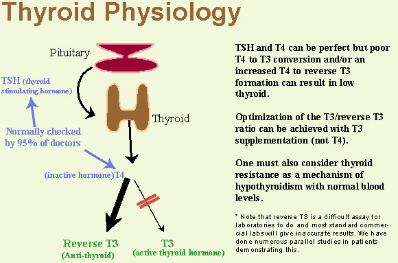 TSH Levels Chart - Thyroid Charts and Graphs (tshlevelschart) - Ygraph.com