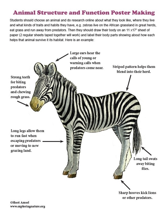 Animal Structure