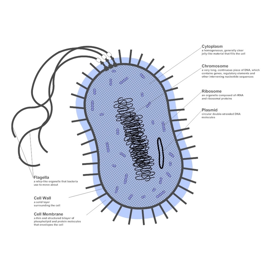 Bacteria Cell Diagram