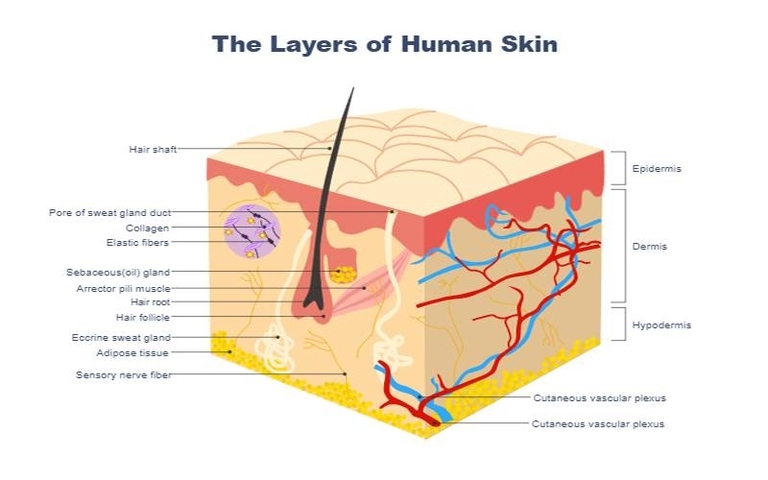 Biological Diagram Online