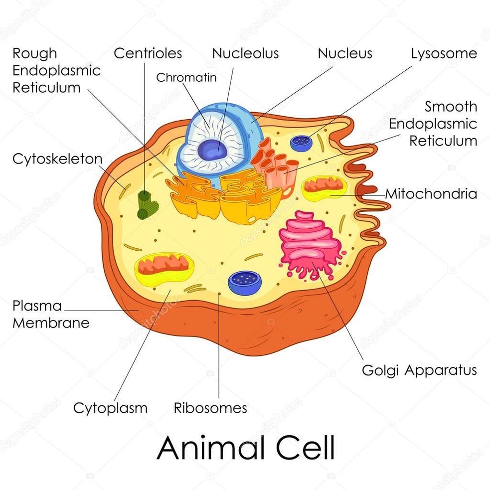 Biological Diagrams 91