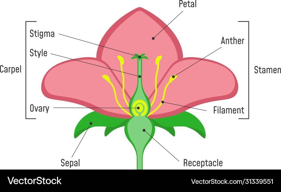 Biological Diagrams Described