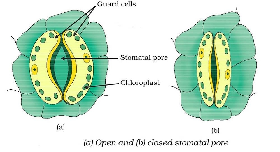 Biological Diagrams Description