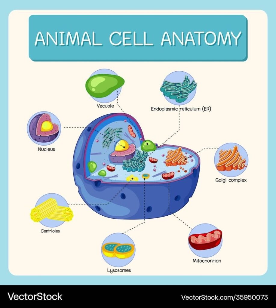 Biological Diagrams Representation - Ygraph