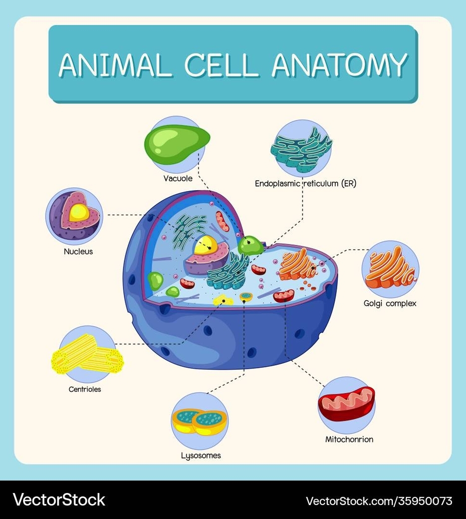 Biological Diagrams Representation