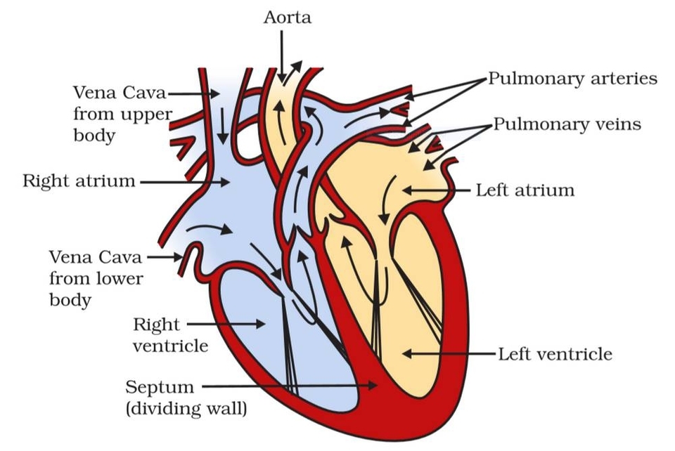 Biological Diagrams