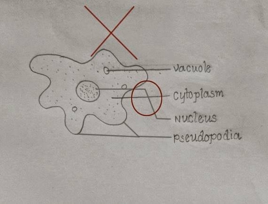 Biology Diagram Shading Rules