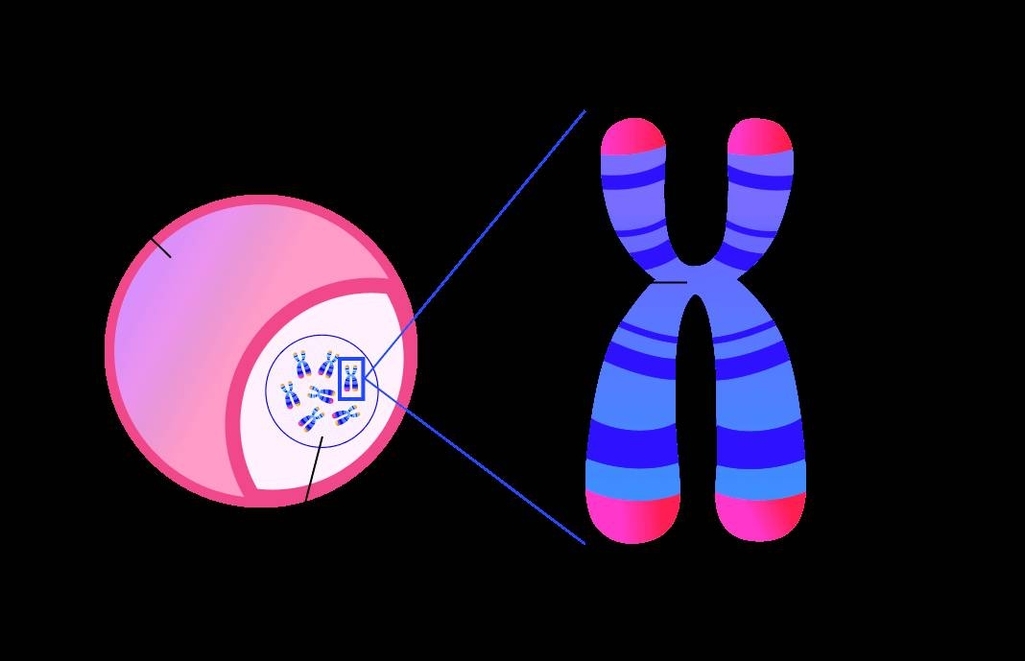 Biology Diagram Software Free