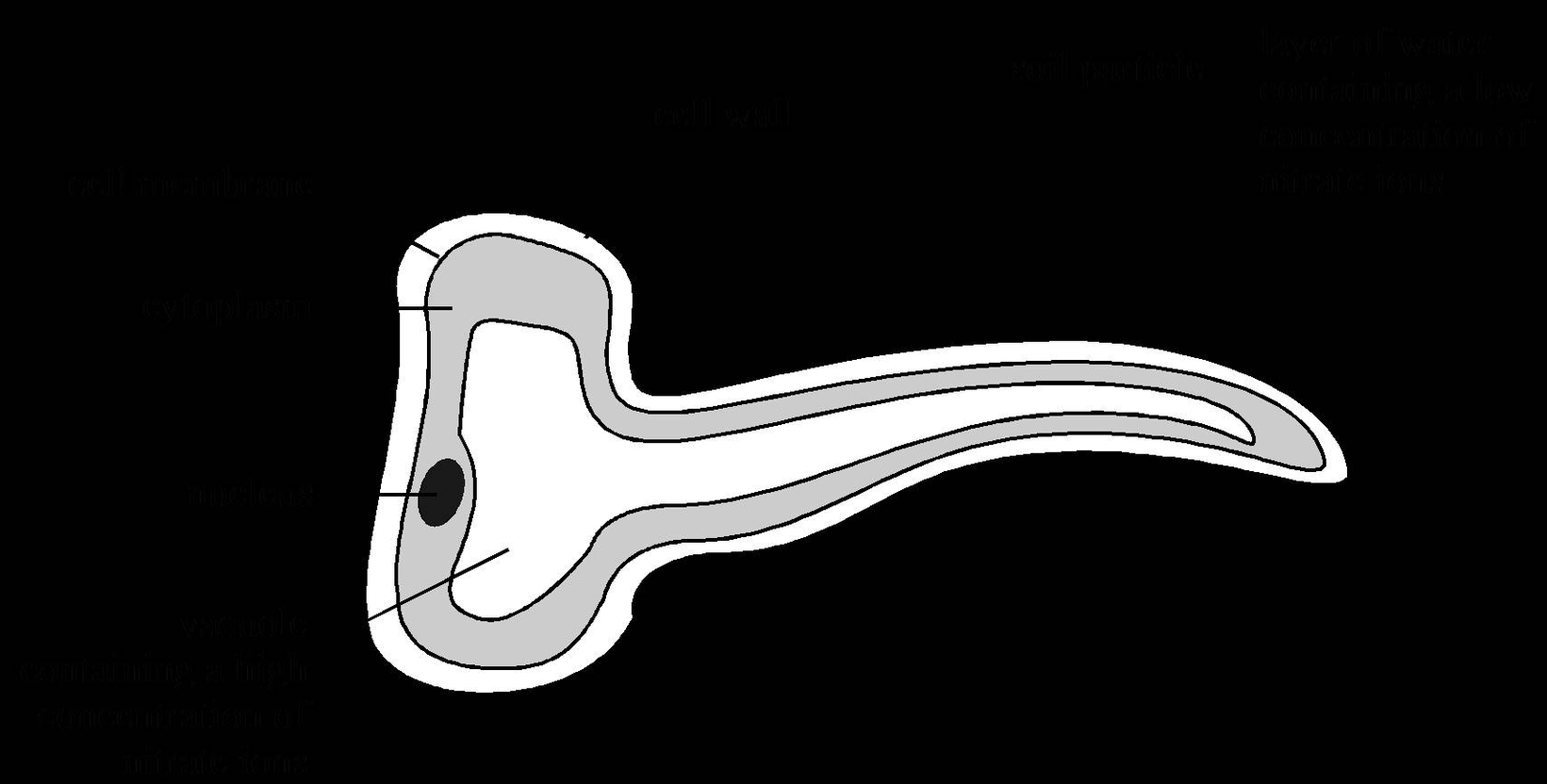 Biology Diagrams Examined
