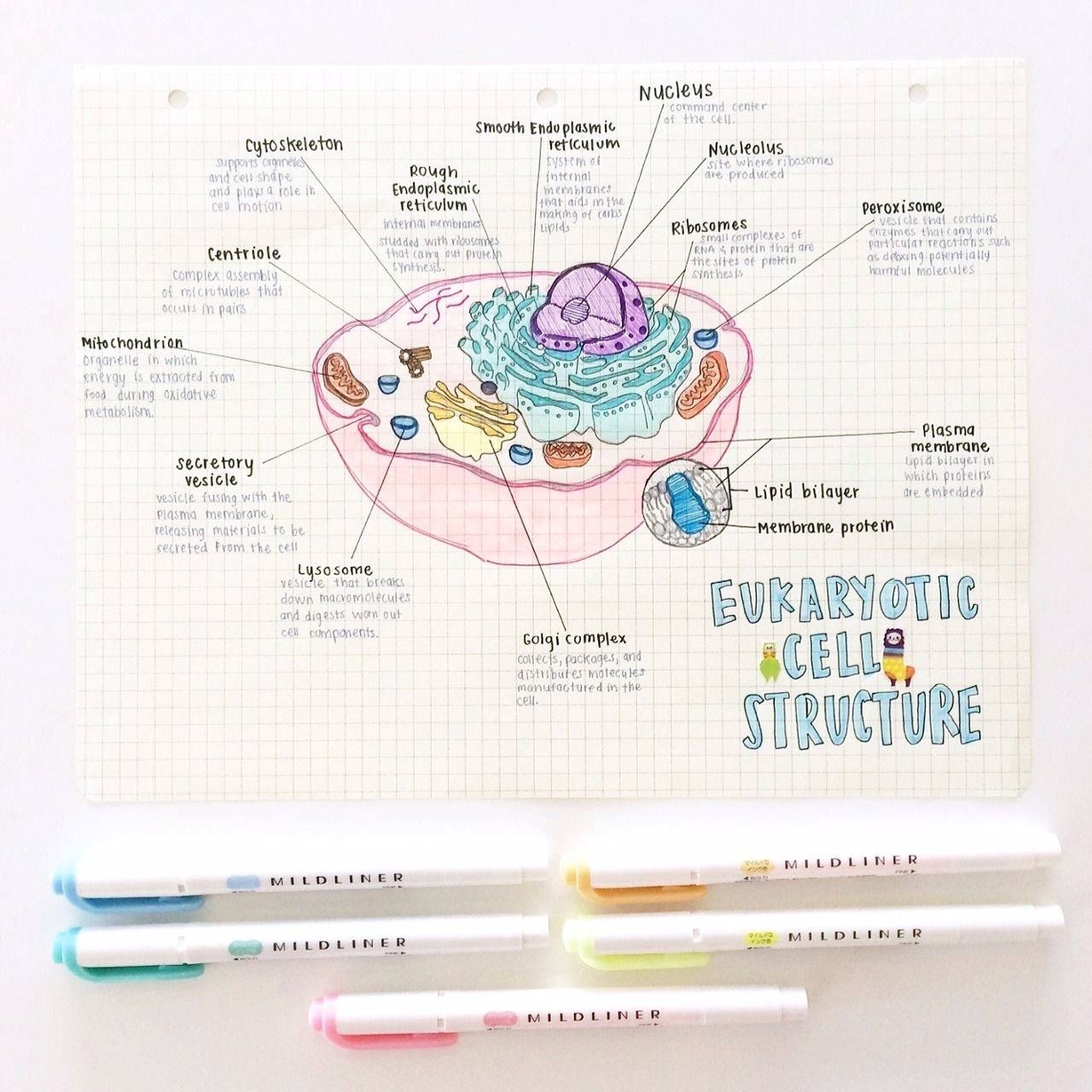 Biology Diagrams Example