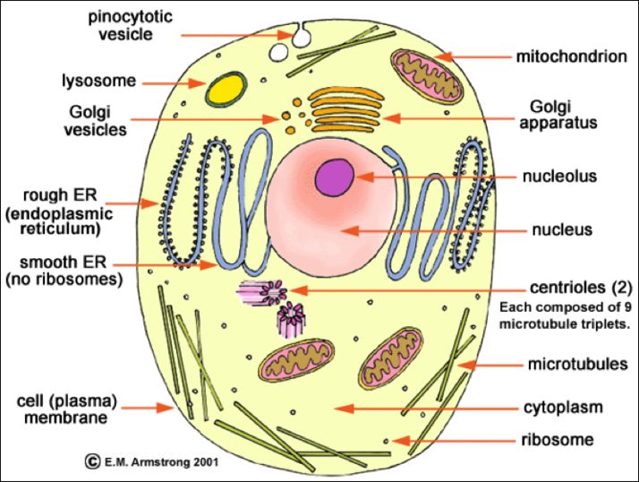Biology cell structure and functions