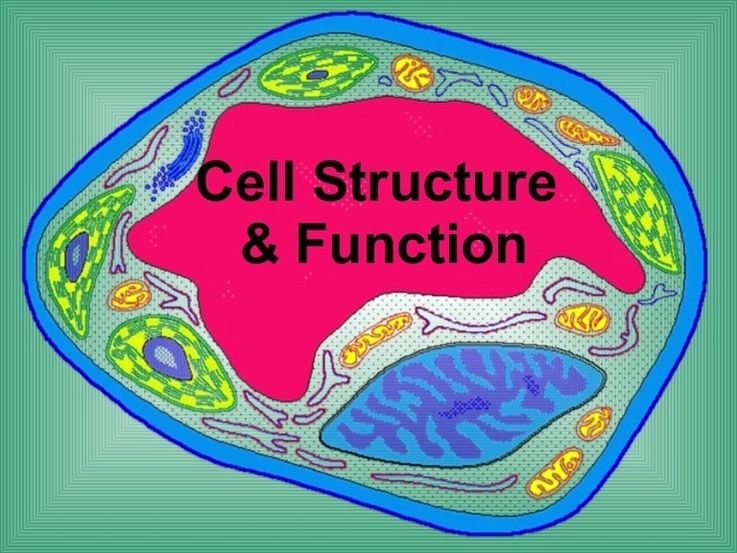 Biology cell structure function