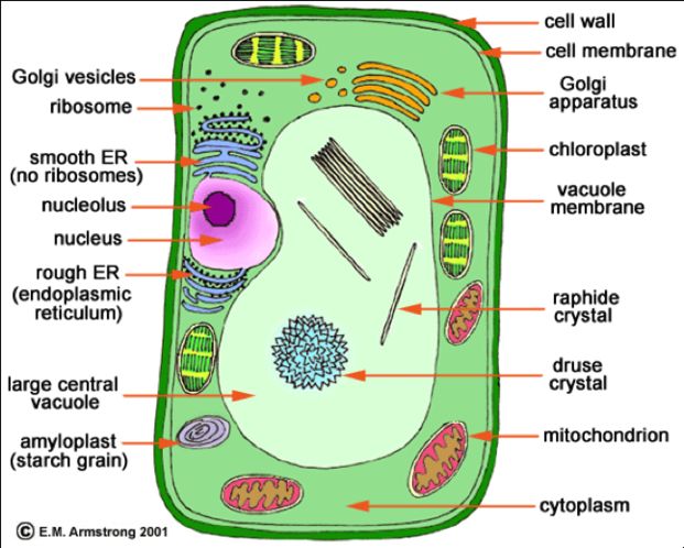 Biology cell structure
