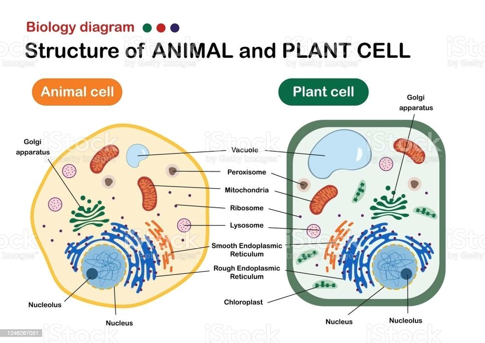 Biology diagram show structure of animal and plant cell