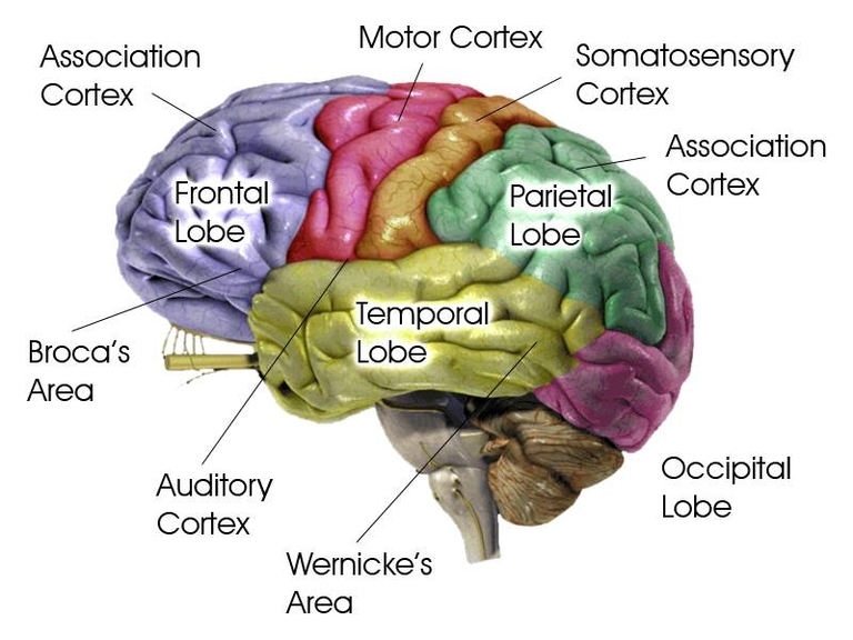 Biopsychology