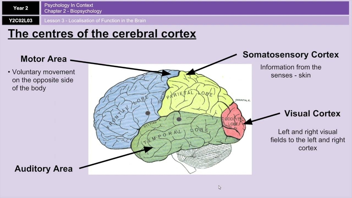 Brain Parts And Functions Diagram