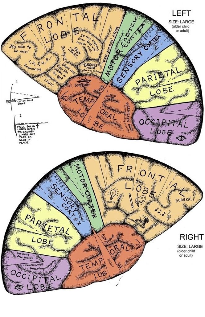 Brain Parts Functions - Ygraph