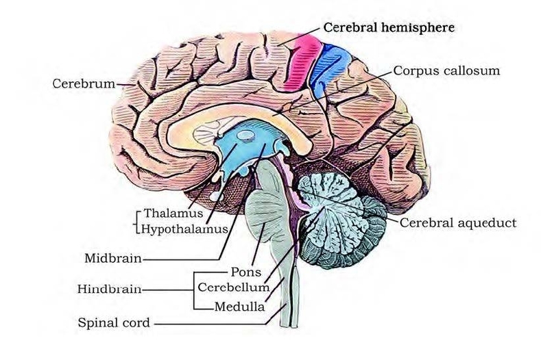 Brain Structure