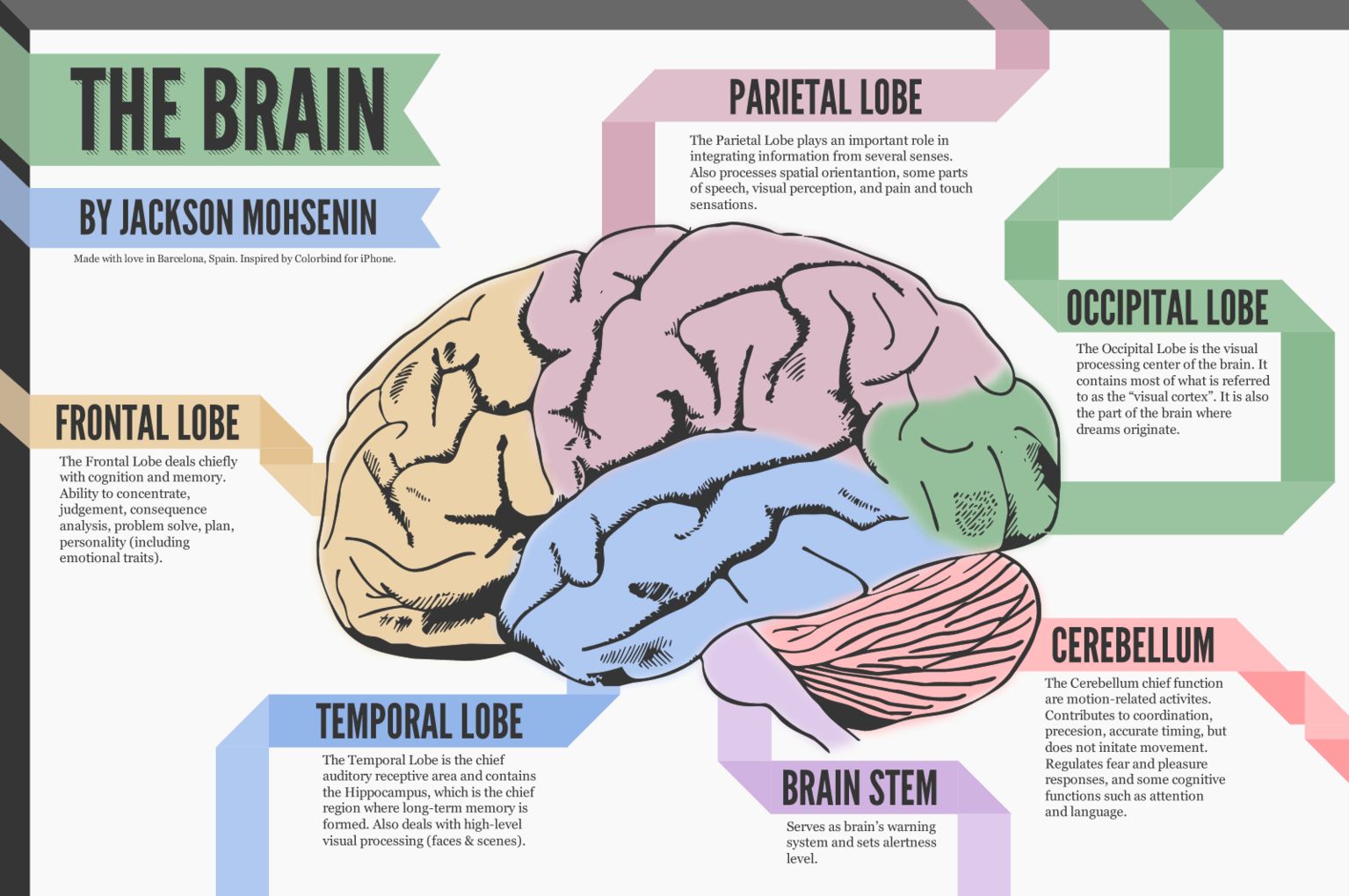 Brain functions explained