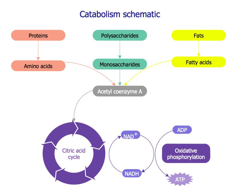 Catabolism shematic