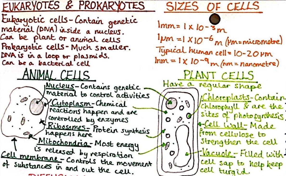 Cell Biology Notes