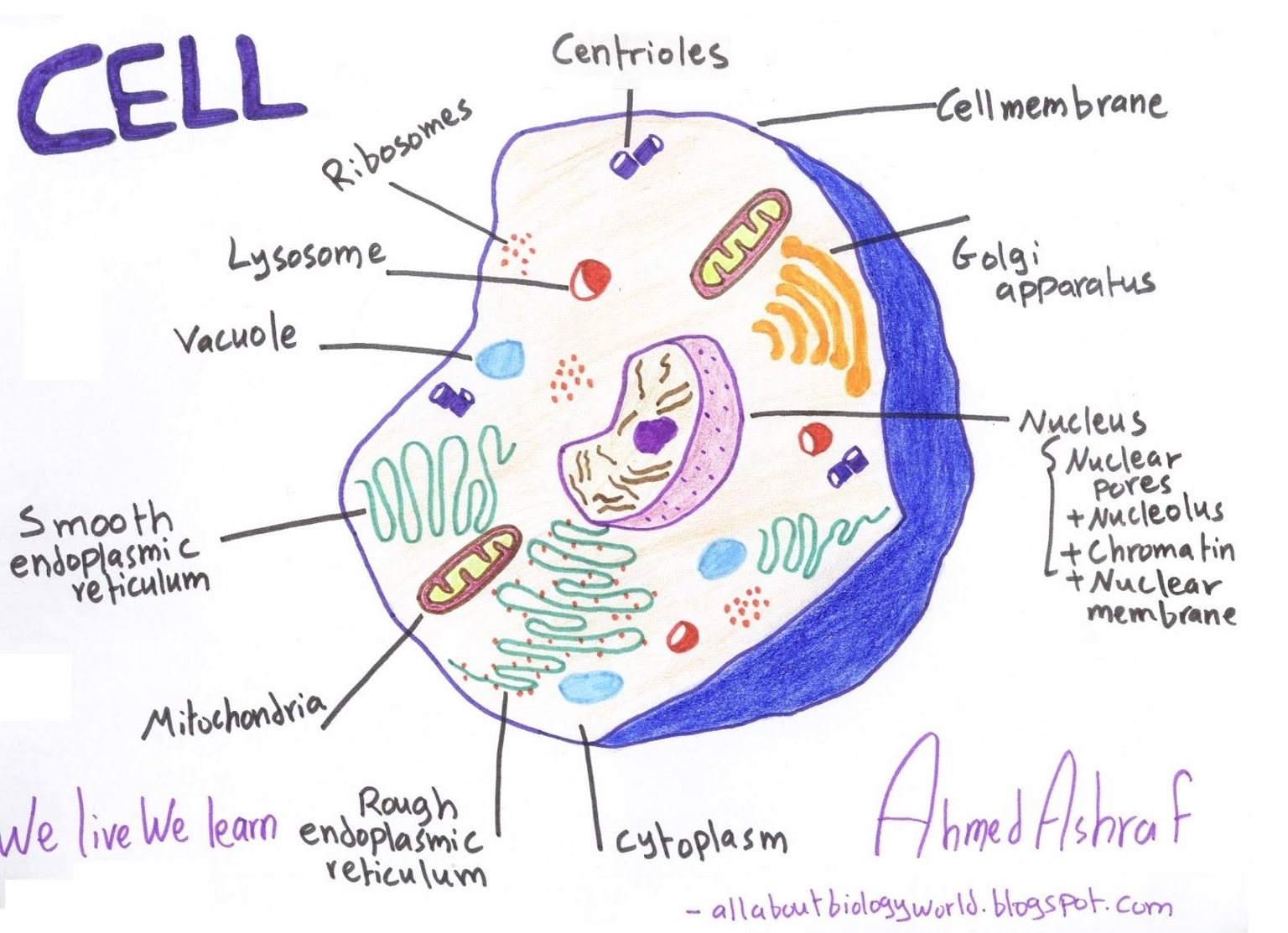Cell Structure And Function