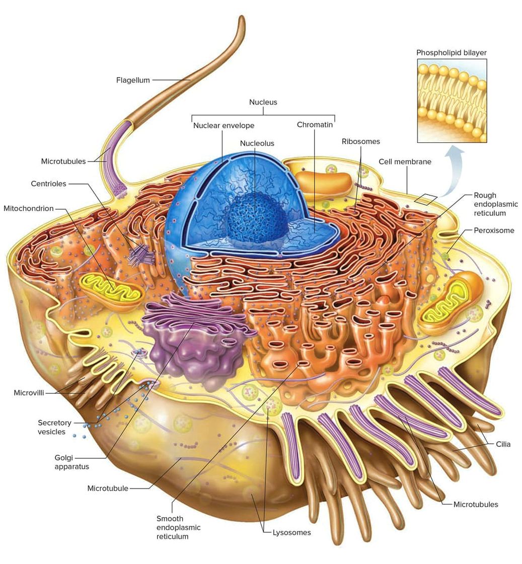 Cell biology cell structure