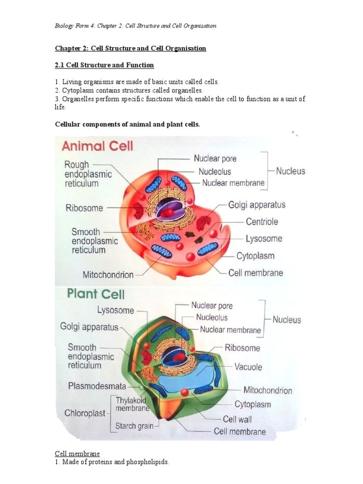 Cell organization diagram
