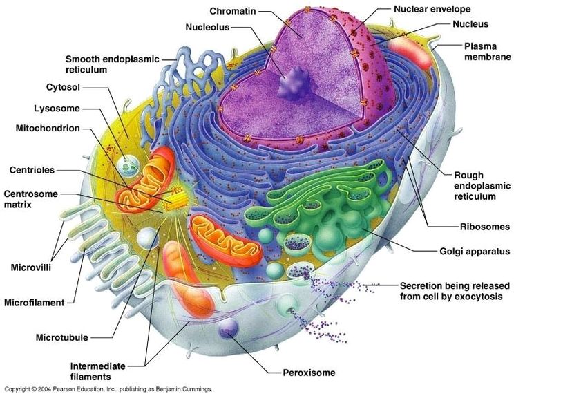Cell structure biology