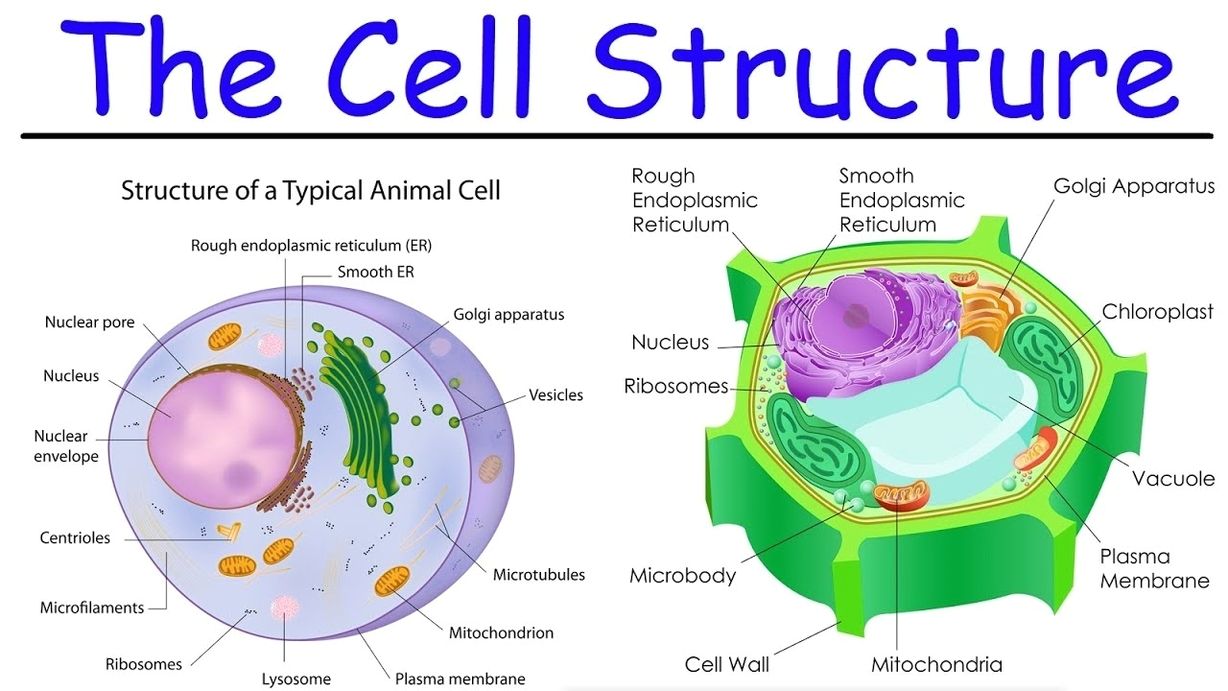 Cell structure explained