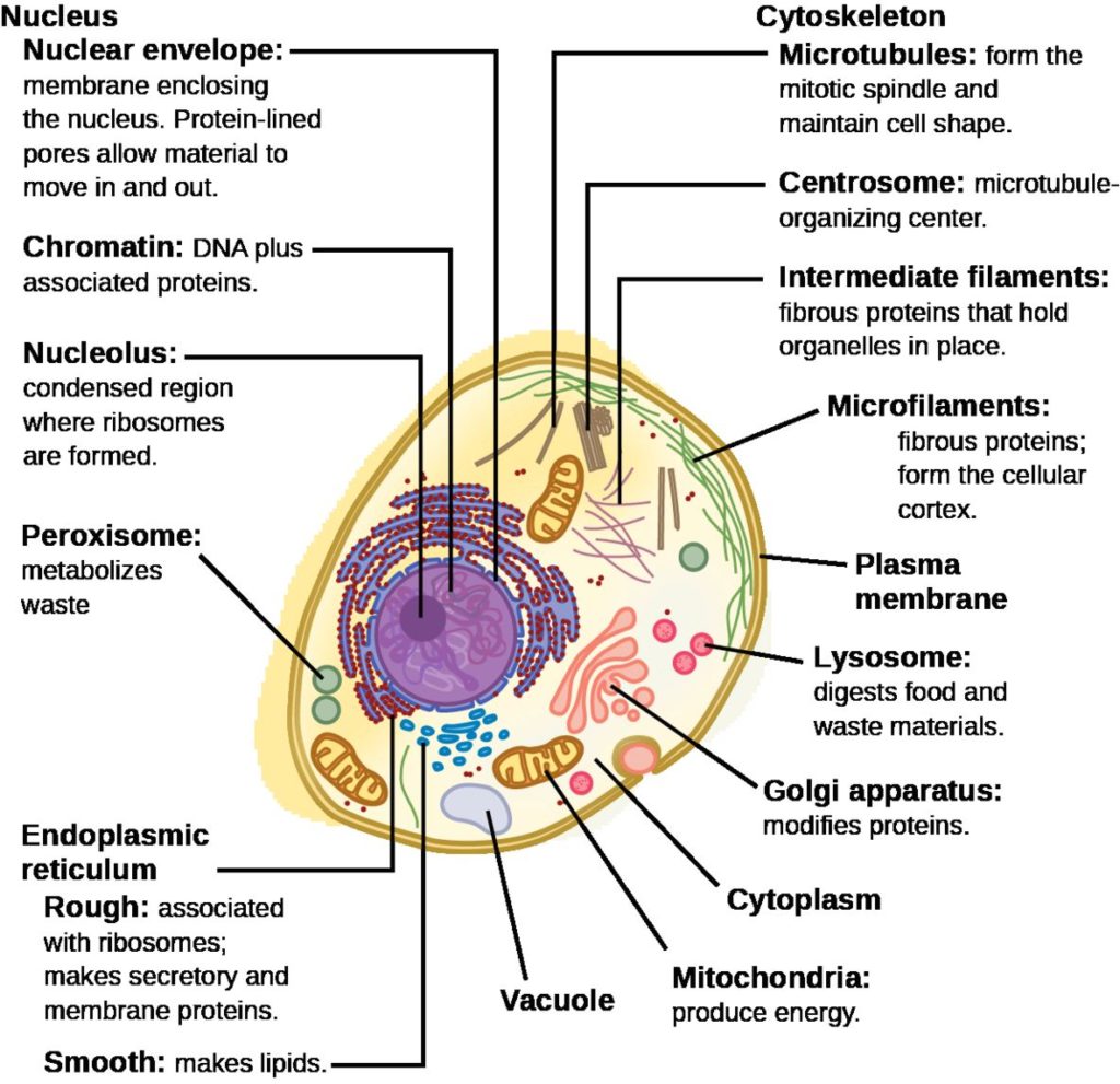 Cell structure with labels - Ygraph