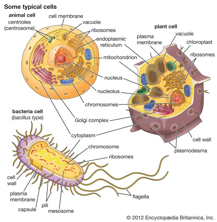 Cell types diagram