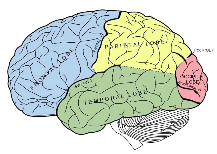 Cerebrum Brain Diagram
