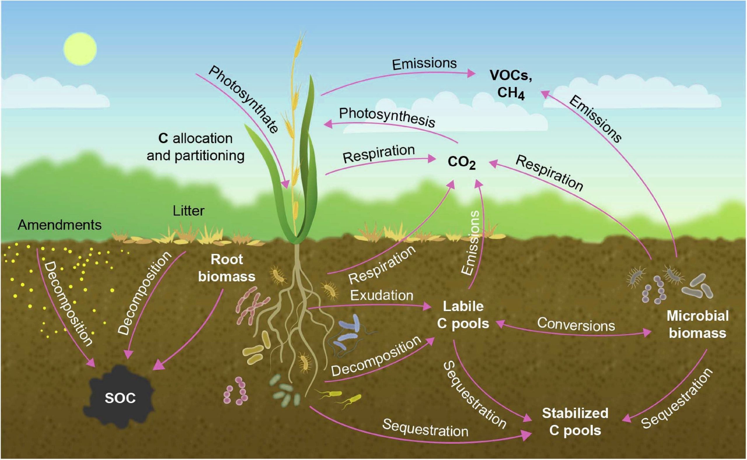 Crops For Carbon Farming