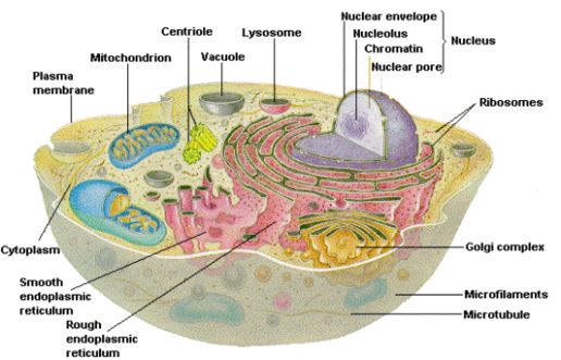 Diagrams cell biology