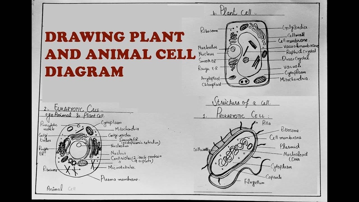 Drawings That Represent The 3 Parts Of Cell Theory