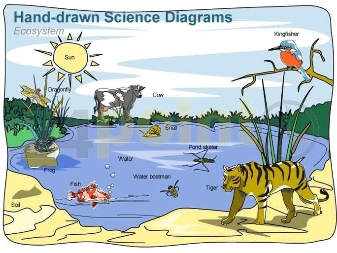 Ecosystem diagram