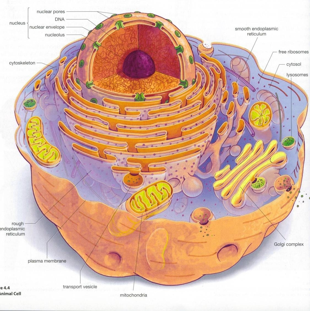 Eukaryotic Cell Structure Diagrams