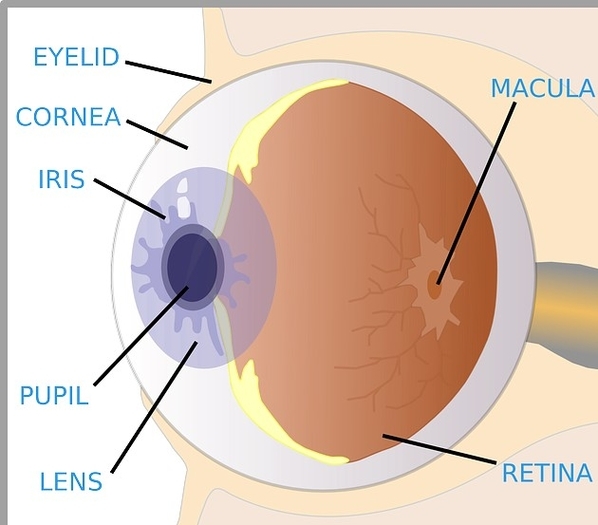Eye Anatomy Diagram