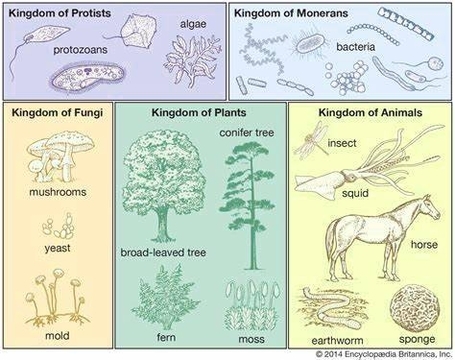 Five Kingdoms of Biology