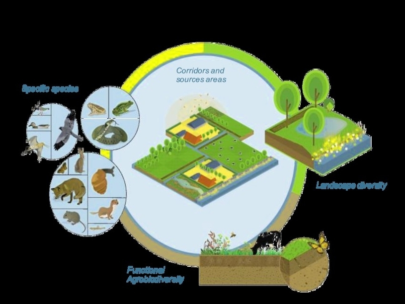 Four Interconnected Pillars For Biodiversity In And Around Agriculture