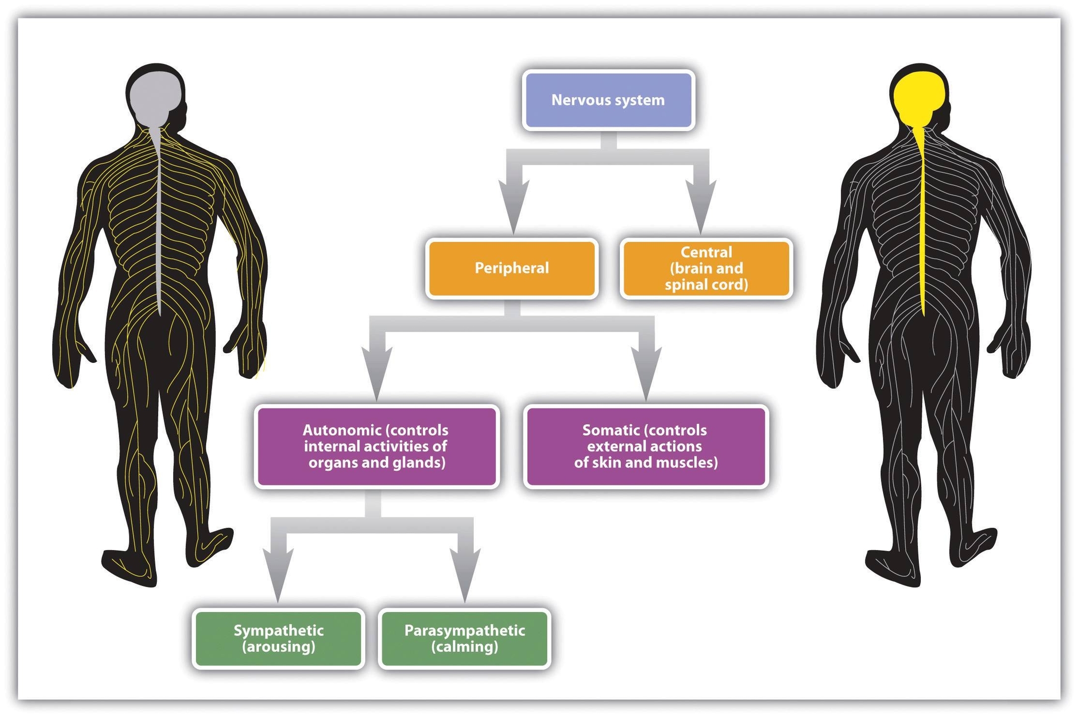 Functional Divisions Of Nervous System
