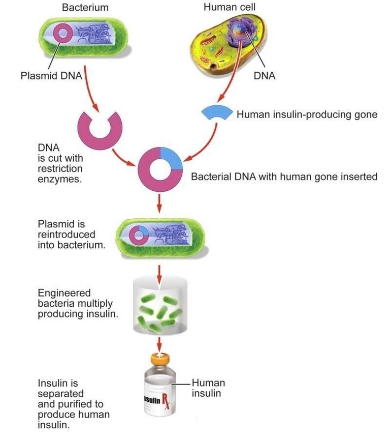 Genetic Engineering Of Bacteria For Insulin Production