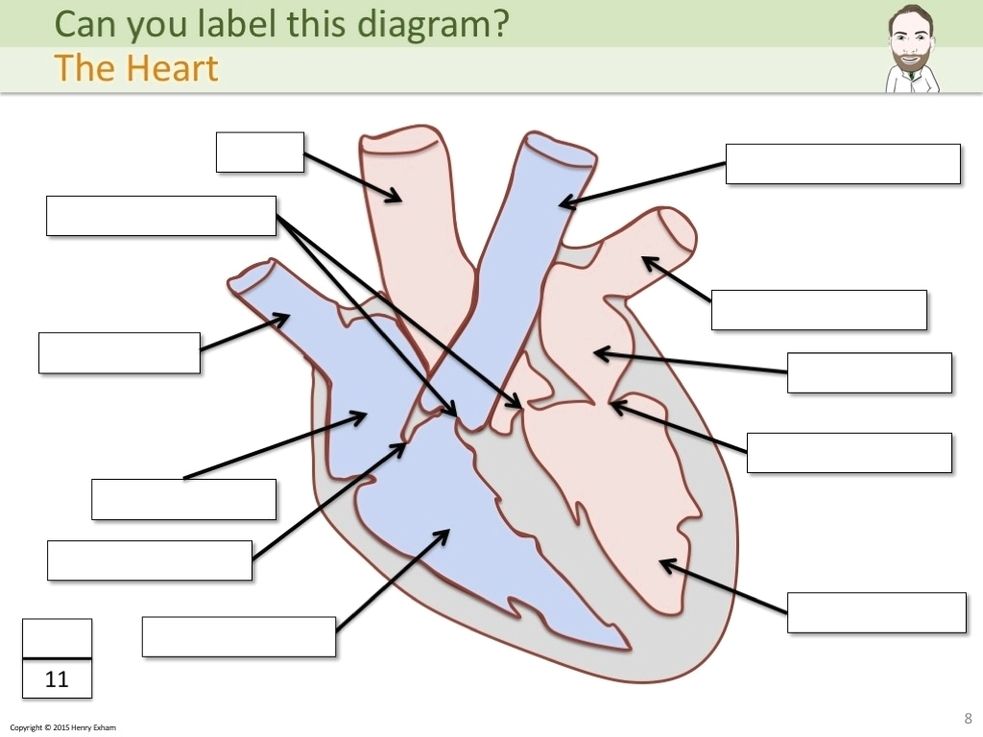 Heart diagrams fillable