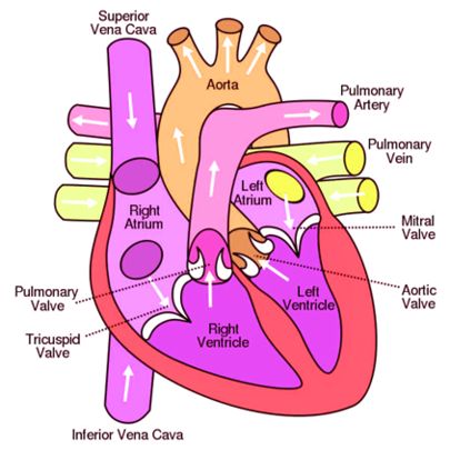 Heart parts - Ygraph