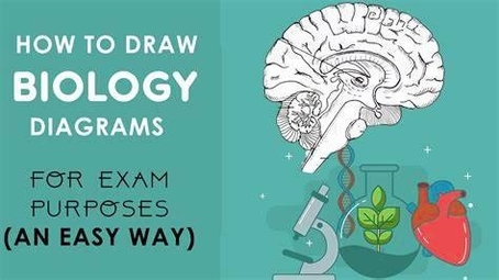 How To Draw Biology Diagrams For Class 10 To 12